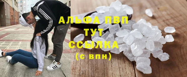 прущие грибы Гусев