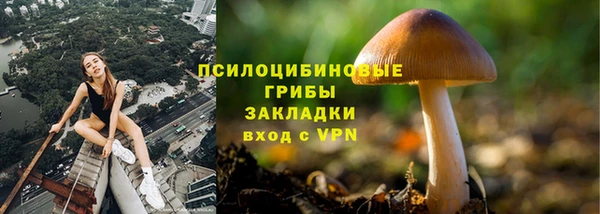прущие грибы Гусев